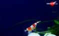 Crystal Red Shrimp     Caridina cantonensis sp.  "Red" grade   S